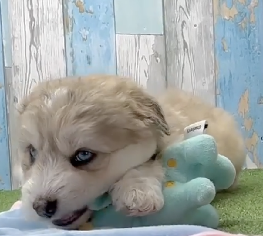 Mini Huskydoodle puppy with merle coloured coat